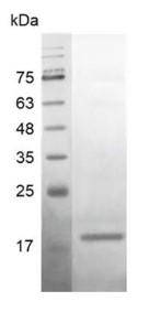 SDS-PAGE BMP8B-283H.jpg